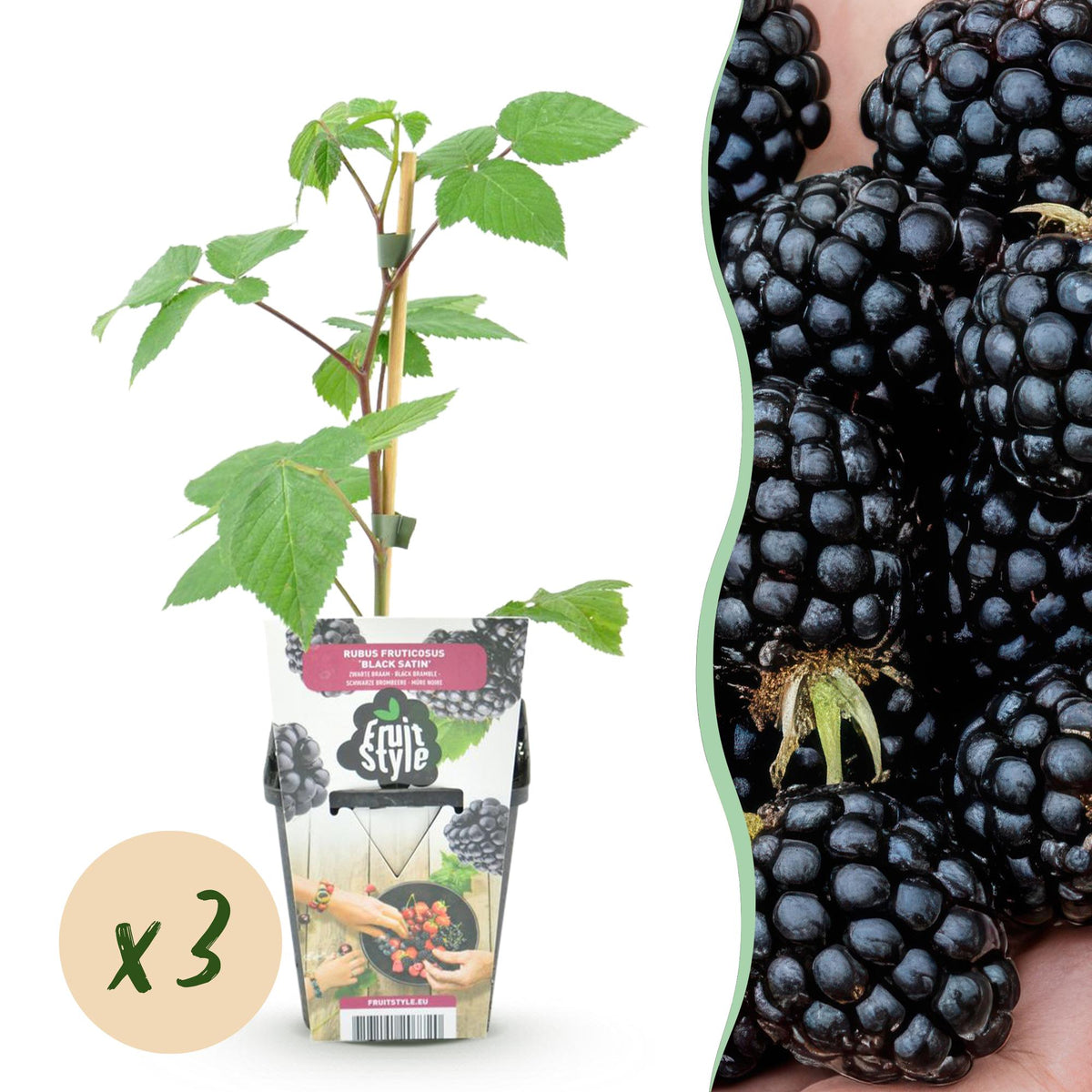 Green boutiQ - Plants fruitiers - Mûrier - Rubus Black Satin - Rustique - 3 plantes - Pot 9 cm - Mûre noire