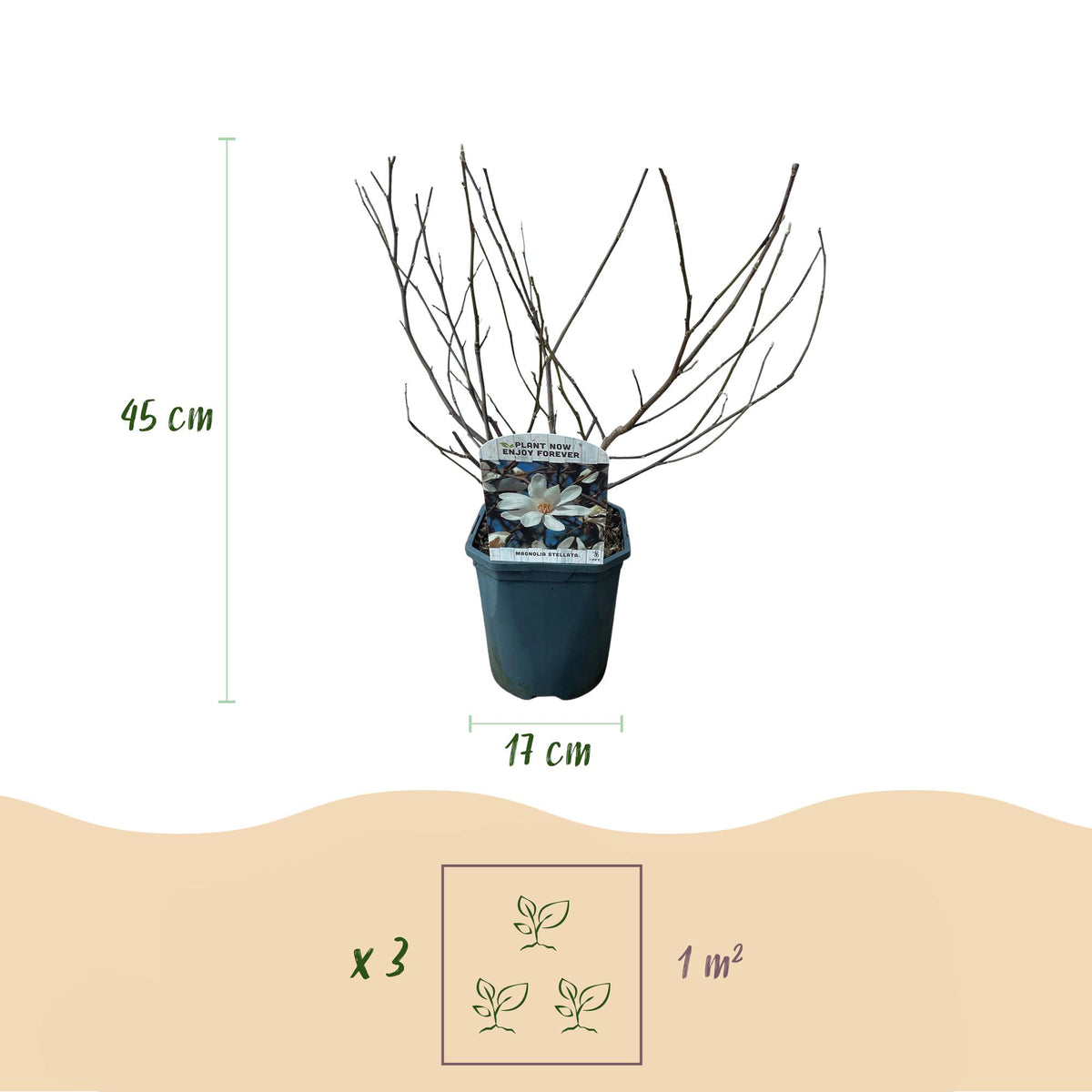 Green boutiQ - Arbustes - Magnolia Stellata - Fleurs blanches - 1 plante - Caduc - Peu d'entretien - Pot 17cm Hauteur 45cm