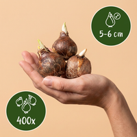 400x Crocus Species mix - Krokus soortenmix - Diversen - Verwilderingsbol - Bolmaat 5/6