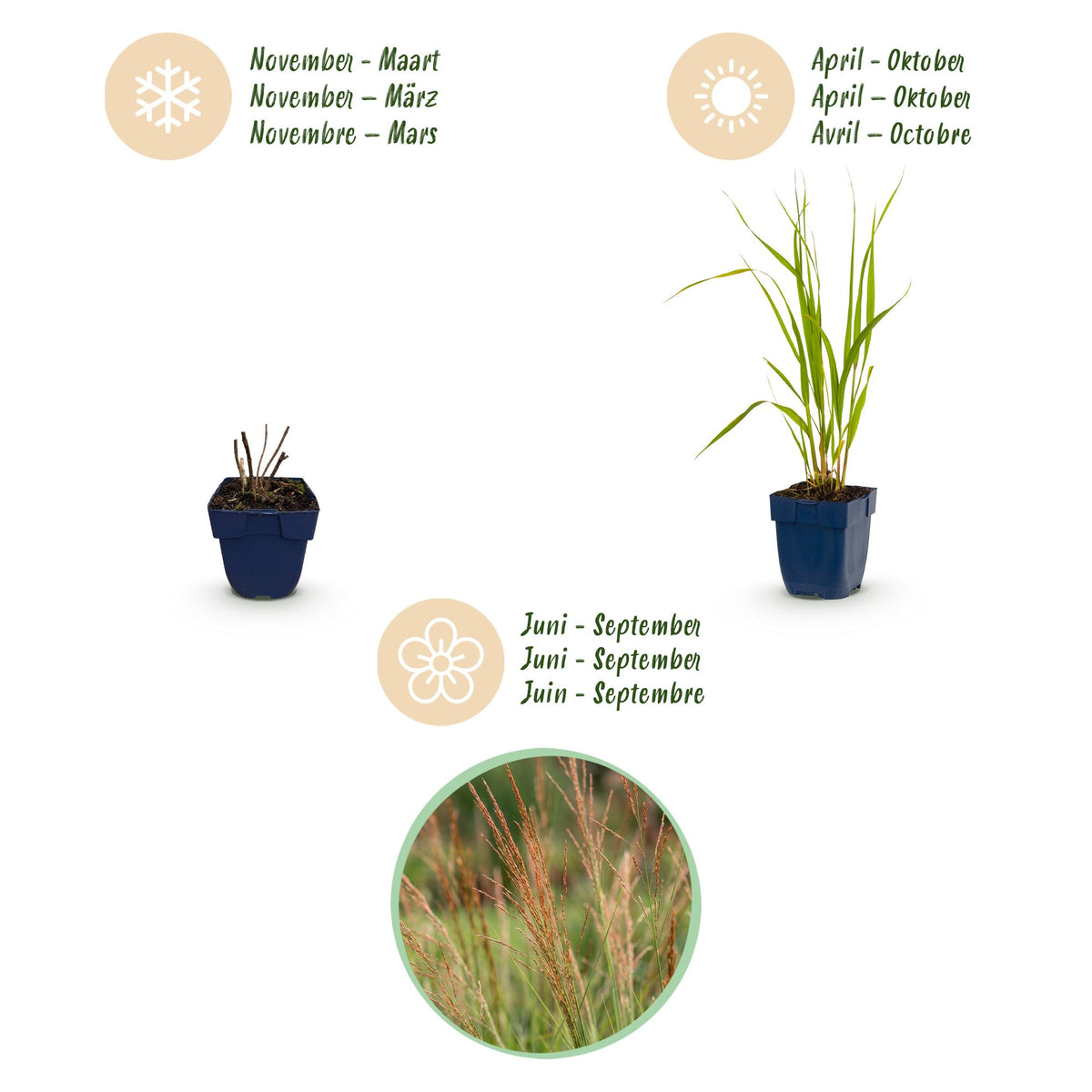 Green boutiQ - Graminées - Molinia caer. Heidebraut - Molinie bleue - Avec panicule - Vert - 12 Plantes - Pot 11cm - Hauteur 15-25cm