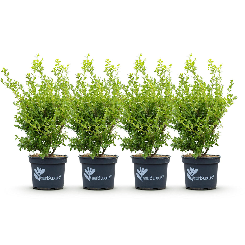 Green boutiQ - Haie de Buis - BetterBuxus Babylon Beauty - Résistante au champignon du buis - 4 plantes - 1 mètre linéaire - pot 19cm hauteur 50-55