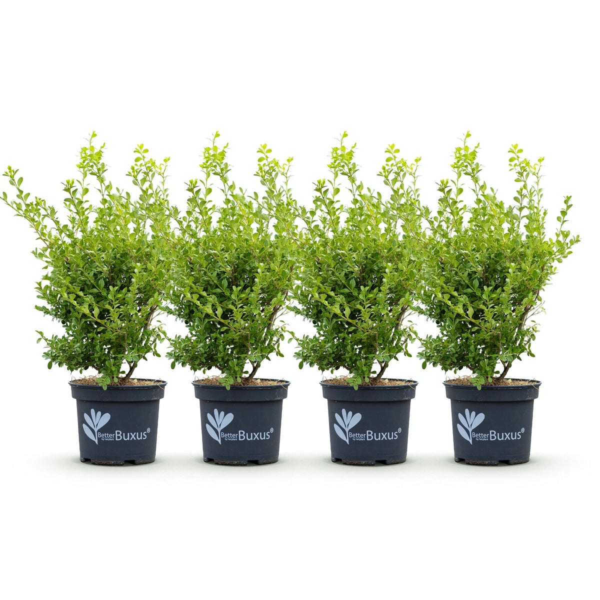 Green boutiQ - Haie de Buis - BetterBuxus Babylon Beauty - Résistante au champignon du buis - 4 plantes - 1 mètre linéaire - pot 19cm hauteur 50-55