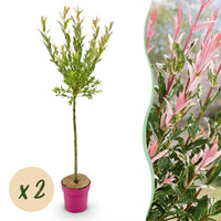 2x - Salix Flamingo - Ø19cm - ↕90-100cm