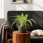 Green boutiQ - Zimmerpflanze - Chlorophytum comosum Variegatum - Bunte Grünlilie - Haustierfreundliche Pflanze - Grün - 4 Pflanzen - mit Topf Grau - Topf 12cm - Höhe 20cm
