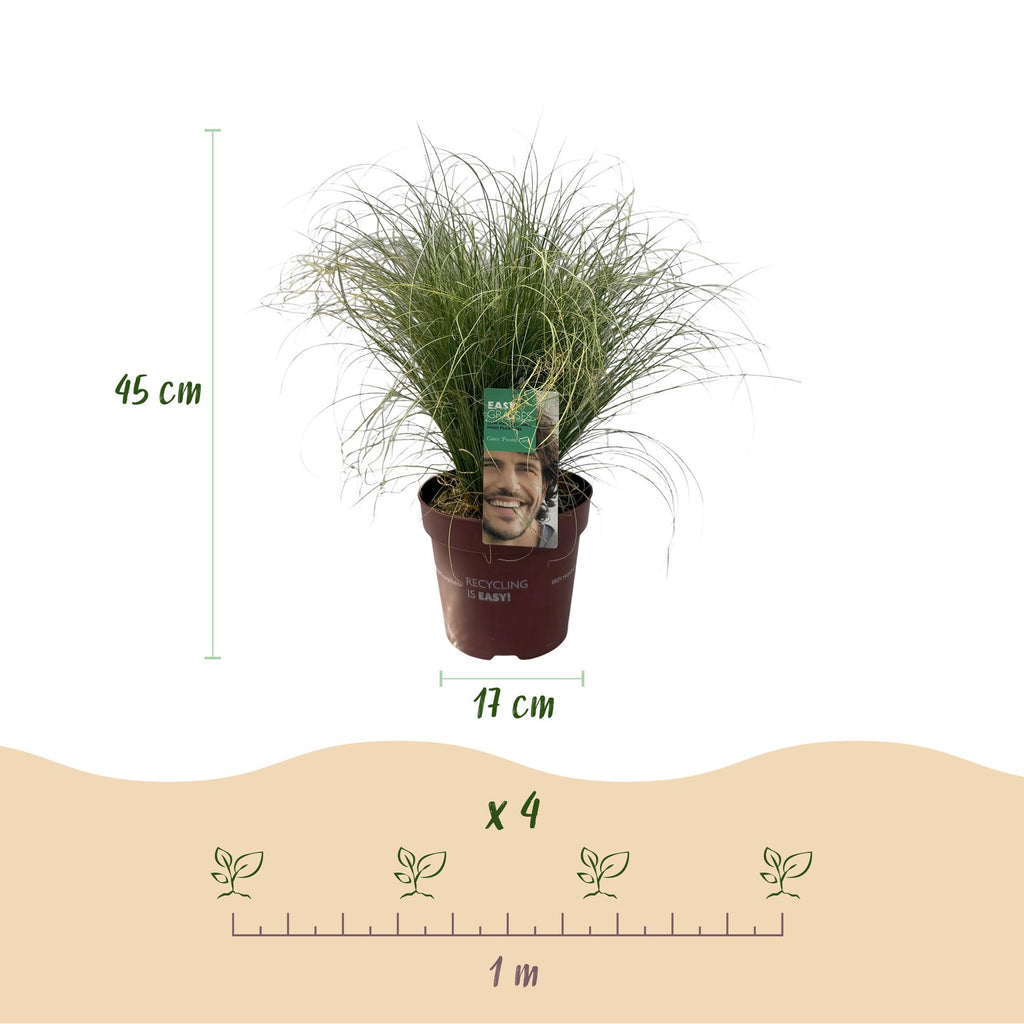 Green boutiQ - Graminées ornementales - Carex comans Frosted Curls - Vert - 1 Plante - Persistant - Rustique - Pot 17cm Hauteur 50cm