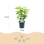 Green boutiQ - Plante de jardin - Syringa vulgaris mme Lemoine - Lilas commun - Rustique - Blanc - 1 Plante - Pot 17cm - Hauteur 45cm
