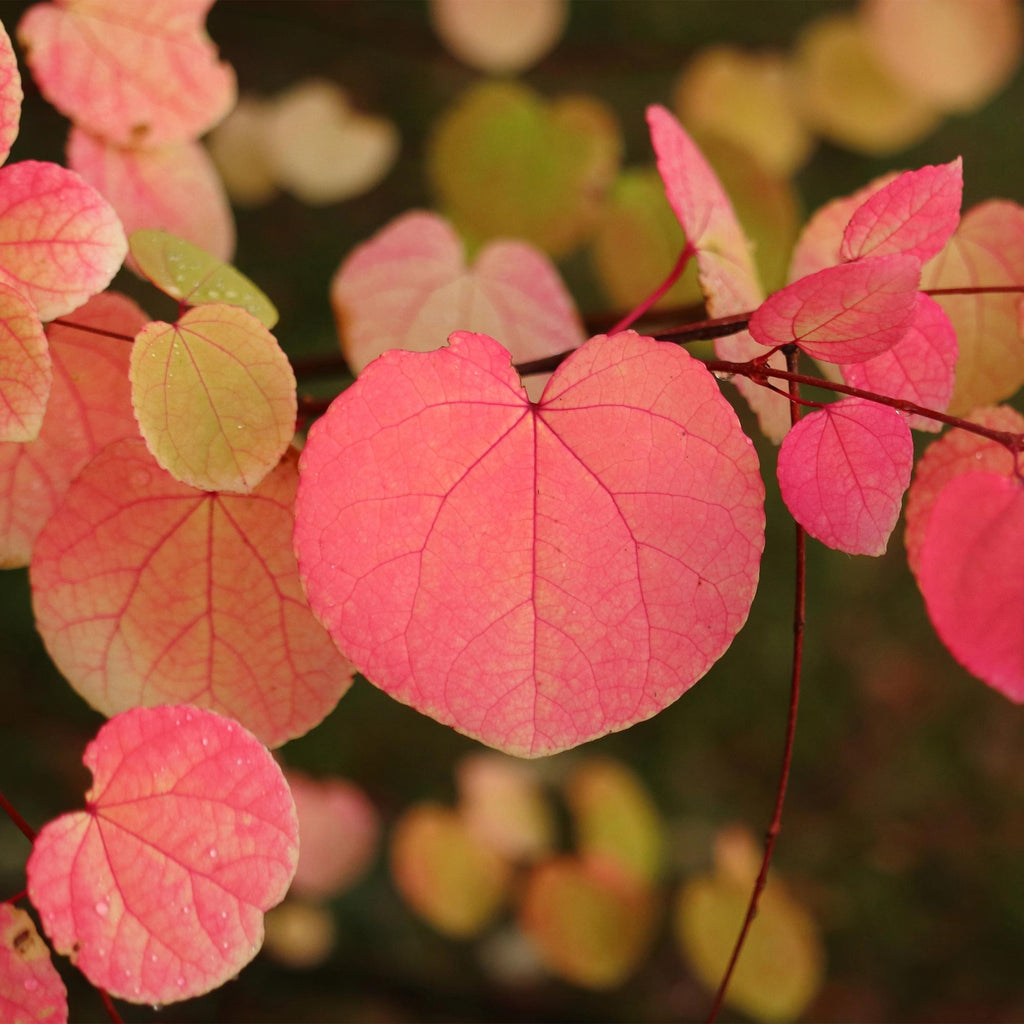 Green boutiQ - Tuinplant - Cercidiphyllum japonicum - Groen 3 Planten - Bladverliezend - Weinig Onderhoud - Pot 12cm Hoogte 35cm