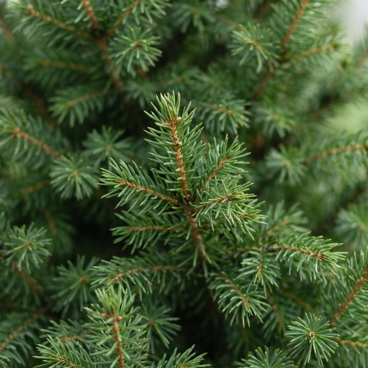 2x Picea glauca Conica - Dwarf Alberta Spruce - Green - Christmas tree - Ø26cm - ↕110cm