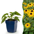 Green boutiQ - Stauden - Rudbeckia fulg. Goldsturm - Gewöhnlicher Sonnenhut - Bienen- und Schmetterlingsmagnet - Gelb - 6 Pflanzen - Topf 11 cm - Höhe 15-25 cm
