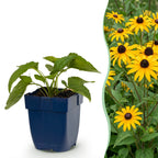 Green boutiQ - Stauden - Rudbeckia fulg. Goldsturm - Gewöhnlicher Sonnenhut - Bienen- und Schmetterlingsmagnet - Gelb - 6 Pflanzen - Topf 11 cm - Höhe 15-25 cm