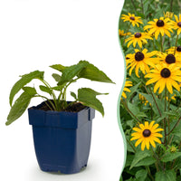 Green boutiQ - Perennial - Rudbeckia fulg. Goldsturm - Yellow Coneflower - Bee and Butterfly Attractors - Yellow - 6 Plants - Pot 11cm - Height 15-25cm