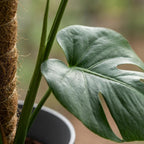 Green boutiQ - Plante d'intérieur - Monstera Deliciosa sur tuteur en mousse - Vert - Entretien facile - 1 plante - avec pot gris - Pot 19 cm - Hauteur 90 cm