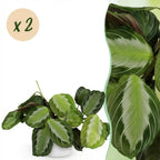 Green boutiQ - Zimmerpflanze - Maranta Fascinator Silverband - Gebetspflanze - Haustierfreundliche Pflanze - Grün - 2 Pflanzen - mit Übertopf Weiß - Topf 12cm - Höhe 25cm