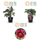 Green boutiQ - Plante de jardin - Rose de Carême - Helleborus orientalis Double Ellen Red - Fleur rouge - 2 Plantes - Persistante - Pot 14cm Hauteur 35cm