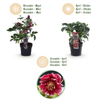 Green boutiQ - Tuinplant - Lenten Rose - Helleborus orientalis Double Ellen Red - Rode Bloem -2 Planten - Groenblijvend - Pot 14cm Hoogte 35cm