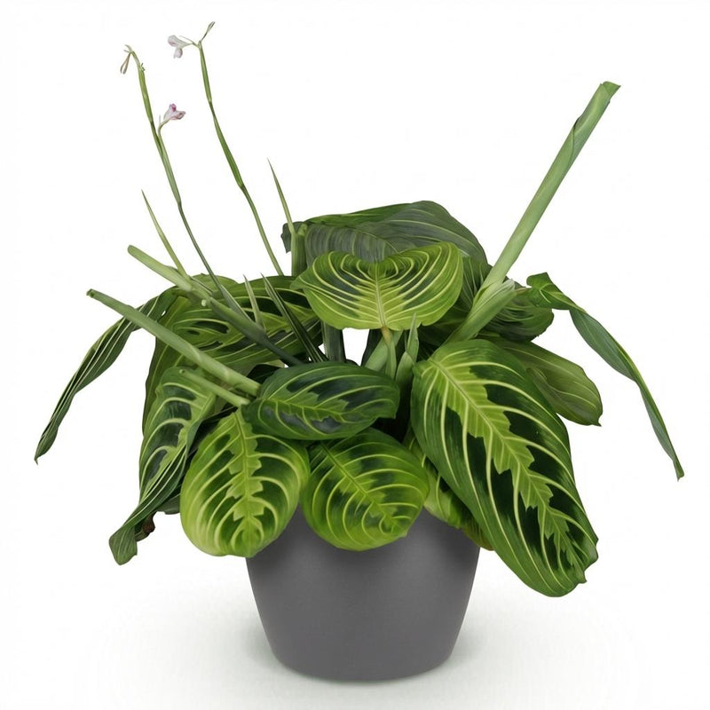 Green boutiQ - Kamerplant - Maranta Fascinator Lemon Lime - Gebedsplant - Huisdiervriendelijke Plant - Groen - 1 Plant - met Potter Grijs - Pot 12cm - Hoogte 25cm