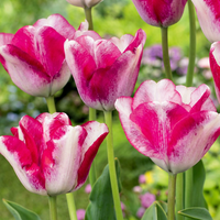 48x Tulipa Mata Hari - Mata Hari tulp - Roze en Wit - Voorjaarsbloeier - Bolmaat 11/12