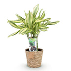 Green BoutiQ - Green is... Plantes d'intérieur - Dracaena fragrans Diamond Dream - Dragonnier - Entretien facile - avec panier - Vert - 1 Plante - Pot 17cm - Hauteur 50-55cm