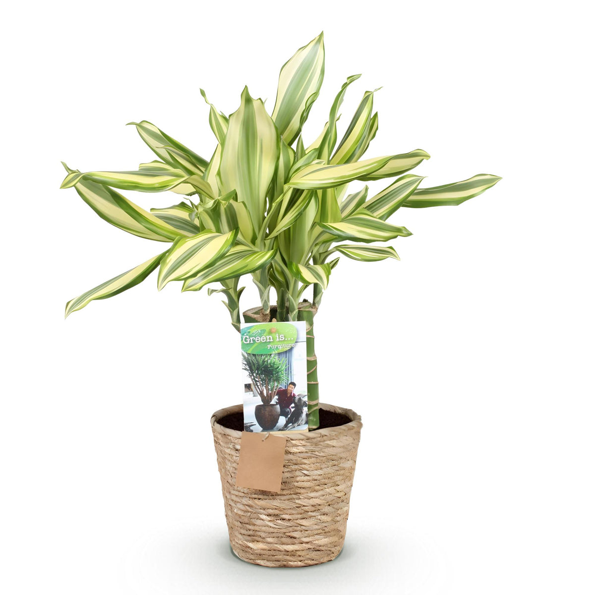 Green BoutiQ - Green is... Plantes d'intérieur - Dracaena fragrans Diamond Dream - Dragonnier - Entretien facile - avec panier - Vert - 1 Plante - Pot 17cm - Hauteur 50-55cm