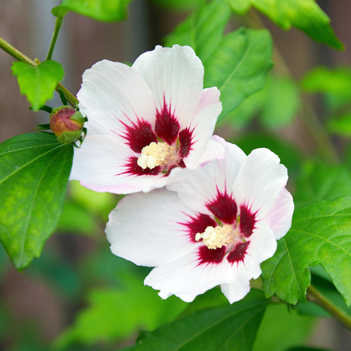Green boutiQ - Arbustes - Hibiscus syriacus Hamabo - Fleur rose clair - 1 Plante - Caduc - Entretien facile - Pot 17cm Hauteur 45cm