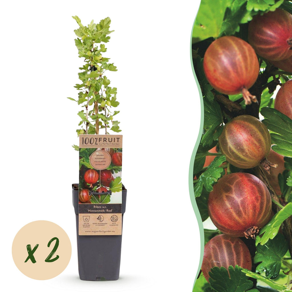 Green boutiQ - Plant fruitier - Ribes uva-crispa Hinnonmäki Röd - Groseillier à maquereau - Rustique - Groseille rouge - 2 plantes - Pot 15cm - Hauteur 50cm