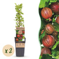 Green boutiQ - Plant fruitier - Ribes uva-crispa Hinnonmäki Röd - Groseillier à maquereau - Rustique - Groseille rouge - 2 plantes - Pot 15cm - Hauteur 50cm