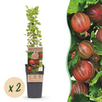 Green boutiQ - Plant fruitier - Ribes uva-crispa Hinnonmäki Röd - Groseillier à maquereau - Rustique - Groseille rouge - 2 plantes - Pot 15cm - Hauteur 50cm