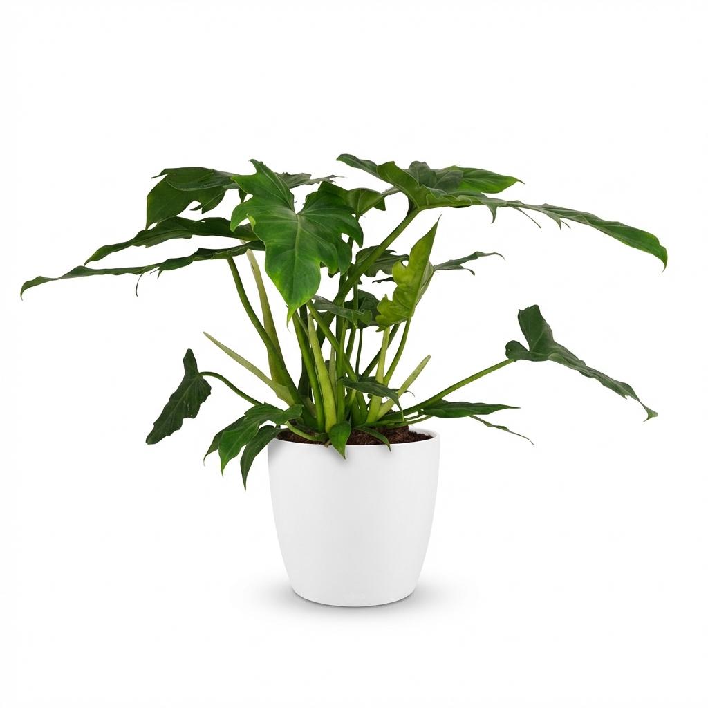 Green boutiQ - Plante d'intérieur - Philodendron - Philodendron Lacerum - Vert - Entretien facile - 1 Plante - avec Pot Blanc - Pot 19cm - Hauteur 65cm