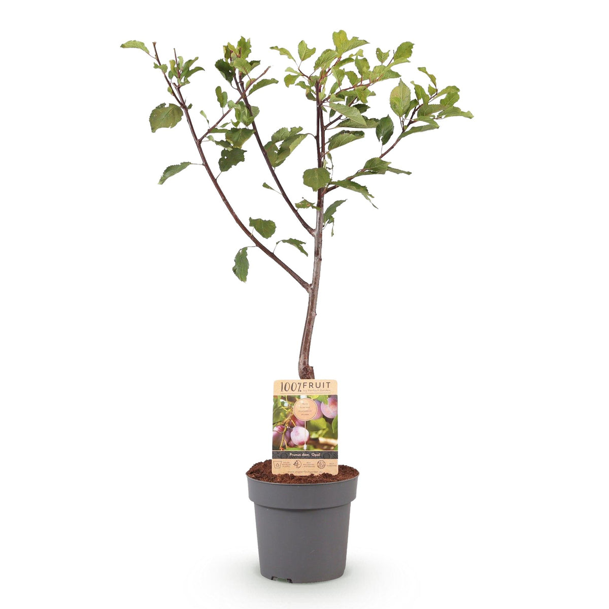 Green boutiQ - Fruitboom - Prunus domestica Opal - Pruimenboom - Winterhard - Paars-Rode Pruim - 1 Plant - Pot 21cm - Hoogte 90cm