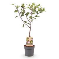 Green boutiQ - Fruitboom - Prunus domestica Opal - Pruimenboom - Winterhard - Paars-Rode Pruim - 1 Plant - Pot 21cm - Hoogte 90cm