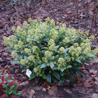 Green boutiQ - Plante de Terrasse - Skimmia japonica Finchy - Fleur Blanche - 15+ Fleurs - 3 Plantes - Rustique - Pot 15cm Hauteur 30cm