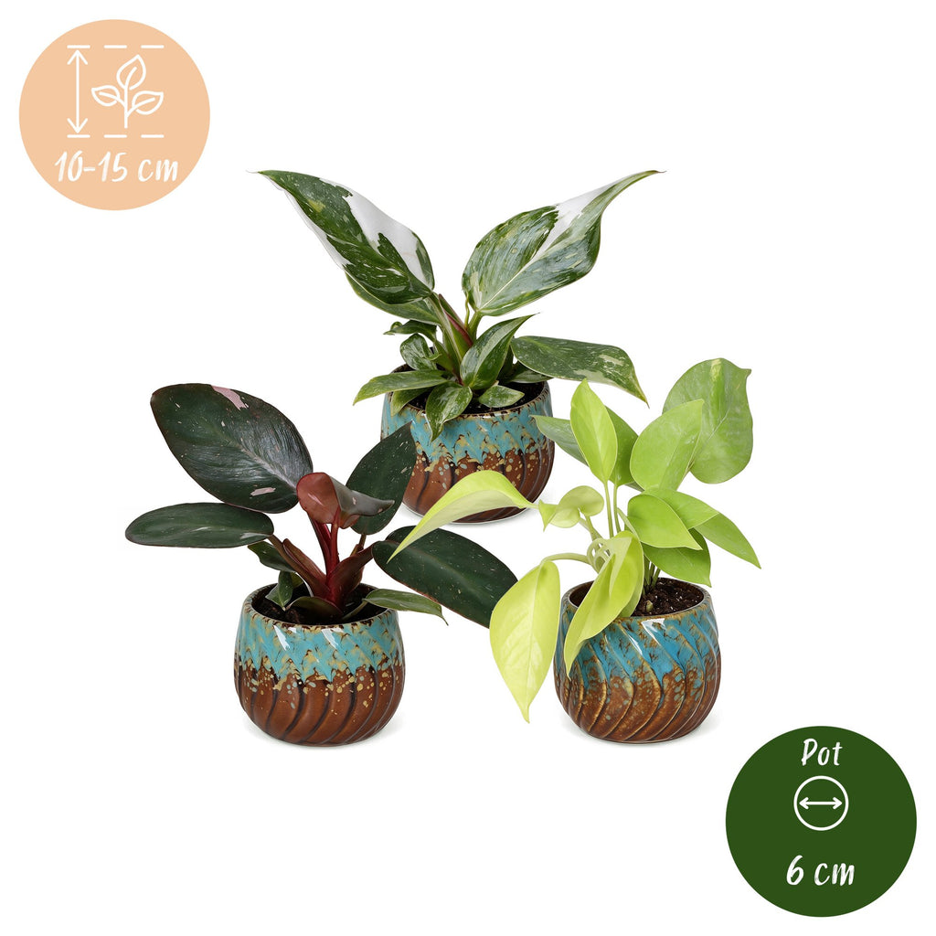 3x Baby Philodendron Tricolour - White - Pink - Yellow - Green - Tropical - incl. Copper Reef - Ø6cm - ↕10-15cm