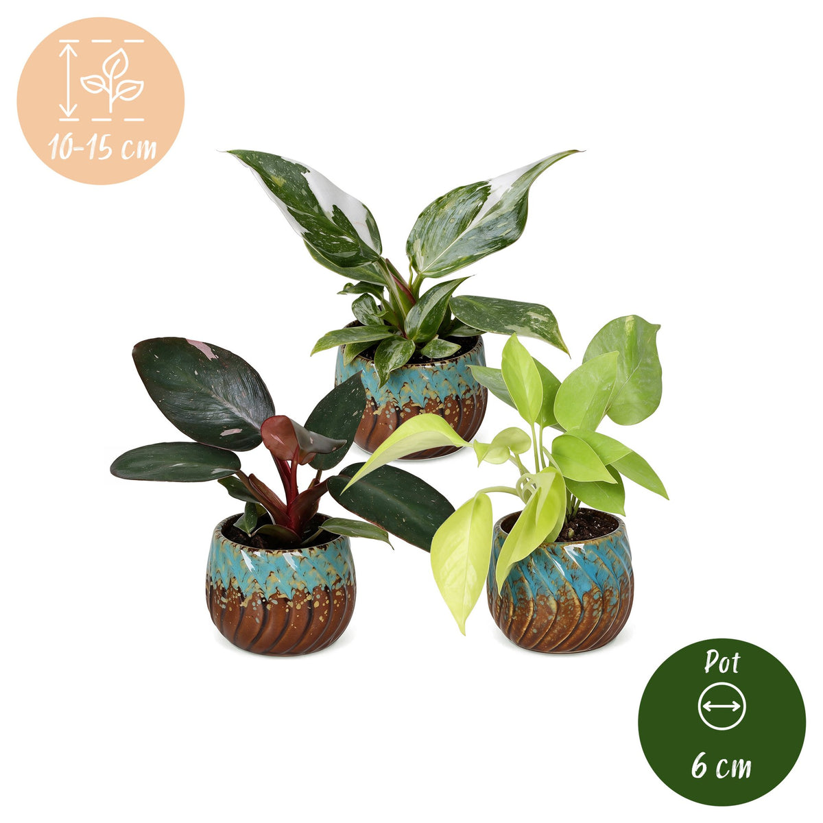 3x Baby Philodendron Tricolour - White - Pink - Yellow - Green - Tropical - incl. Copper Reef - Ø6cm - ↕10-15cm