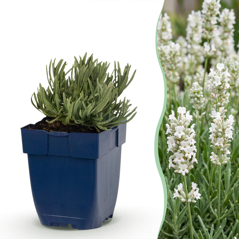 Green boutiQ - Vasteplant - Lavandula ang. Hidcote - Lavendel - Geurend - Paars - 24 Planten - Pot 11cm - Hoogte 15-25cm