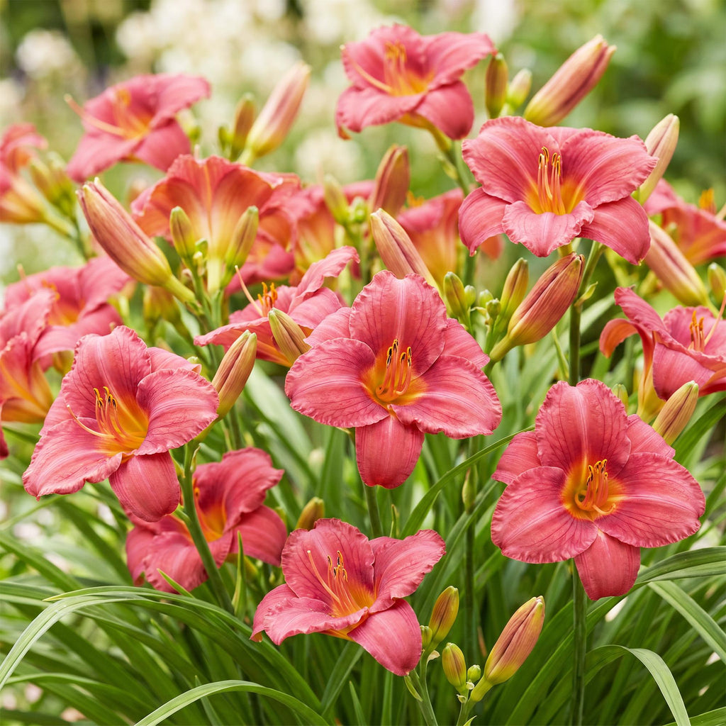 Green boutiQ - Plante vivace - Hemerocallis Summer Wine - Hémérocalle - Attire les abeilles et les papillons - Violet - 6 plantes - Pot 11cm - Hauteur 15-25cm
