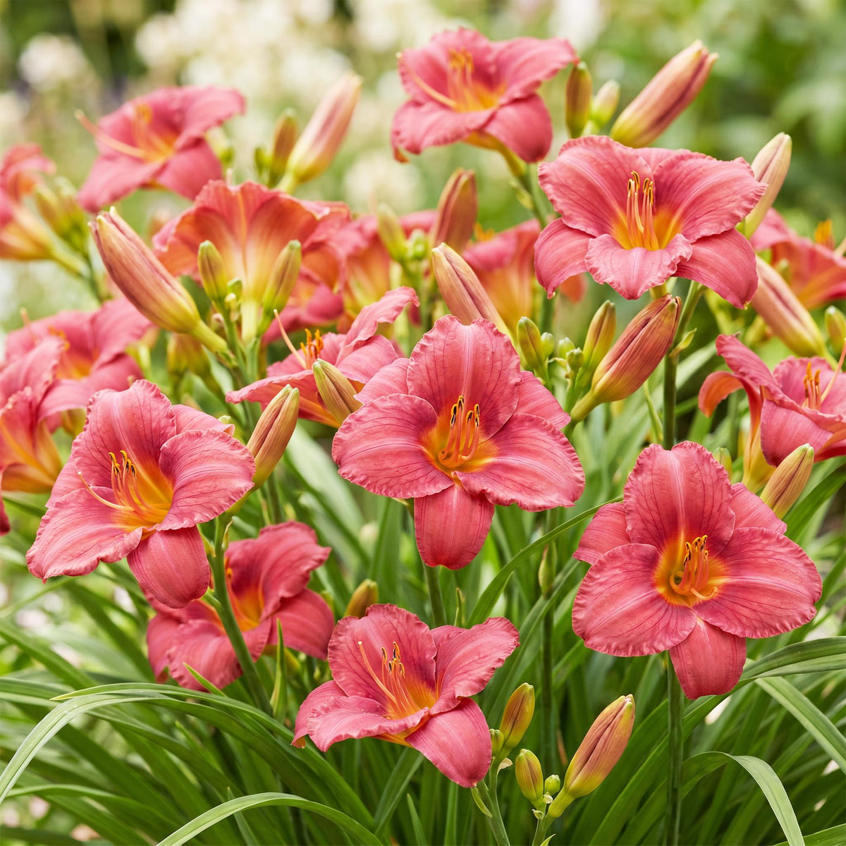 Green boutiQ - Plante vivace - Hemerocallis Summer Wine - Hémérocalle - Attire les abeilles et les papillons - Violet - 6 plantes - Pot 11cm - Hauteur 15-25cm