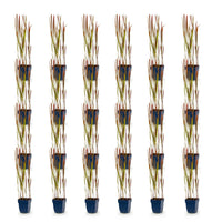 Green boutiQ - Grassen - Imperata cylindrica Red Baron - Japans bloedgras - Rode uitlopers - Rood - 24 Planten - Pot 11cm - Hoogte 15-25cm
