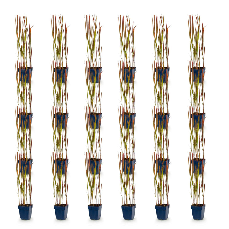 Green boutiQ - Grassen - Imperata cylindrica Red Baron - Japans bloedgras - Rode uitlopers - Rood - 24 Planten - Pot 11cm - Hoogte 15-25cm