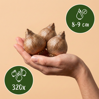 320x Leucojum Aestivum - Zomerschneeklokje - Wit - Voorjaarsbloeier - Bolmaat 8/9
