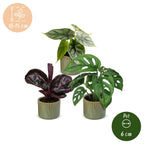 3x Baby Jungle Mix - Various colours - Tropical - incl. Linnea Olive - Ø6cm - ↕10-15cm