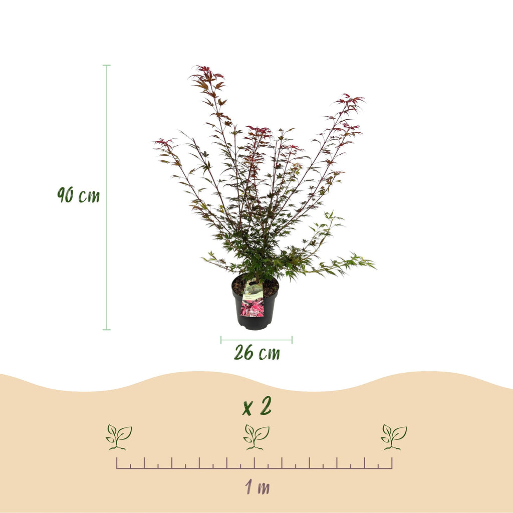 Green boutiQ - Plante de jardin - Acer palmatum Shaina - Érable du Japon - Caduc - Rouge - 1 - Pot 26cm - Hauteur 90cm