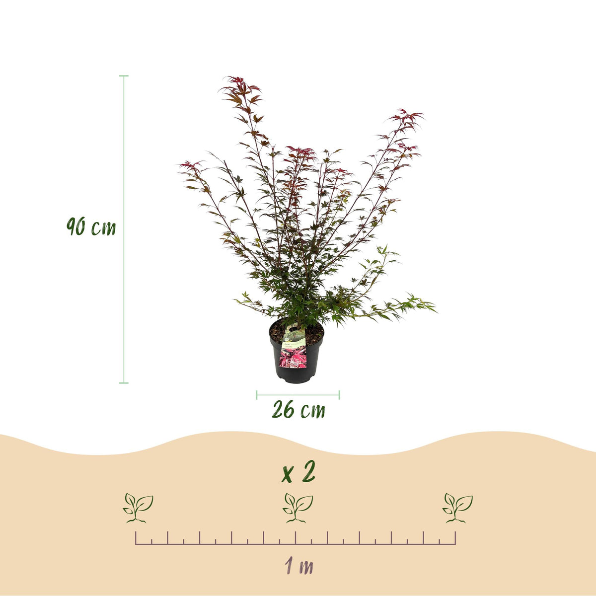 Green boutiQ - Tuinplant - Acer palmatum Shaina - Japanse Esdoorn - Bladverliezend - Rood - 1 - Pot 26cm - Hoogte 90cm