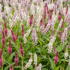 Green boutiQ - Stauden - Persicaria Tricolor - Knöterich - Schatten - Rot - Rosa - Weiß - 24 Pflanzen - 11 cm Topf - Höhe 15-25 cm