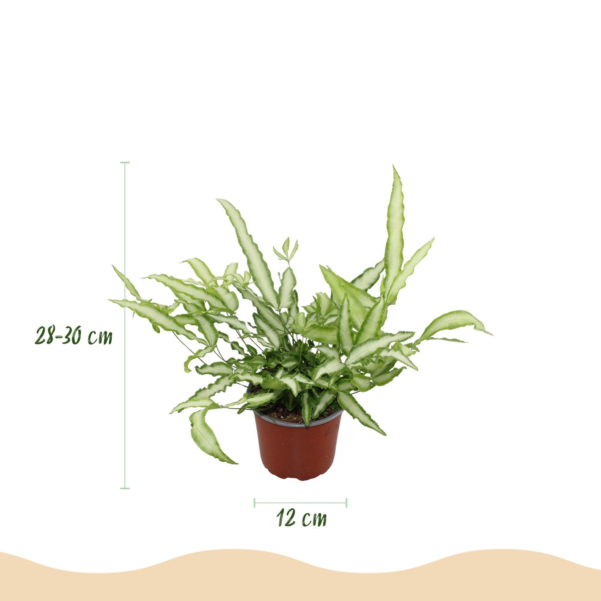 Green boutiQ - Plante d'intérieur - Pteris cretica Albolineata - Fougère ruban - Plante adaptée aux animaux de compagnie - Vert - 2 plantes - avec cache-pot blanc - Pot 12 cm - Hauteur 20 cm