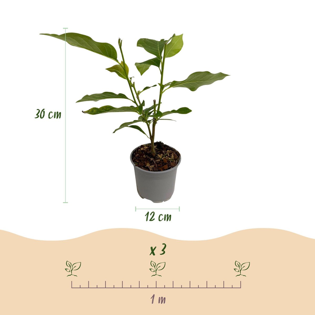 Green boutiQ - Plante de jardin - Magnolia George Henry Kern - Fleur rose - 1 plante - Caduc - Peu d'entretien - Pot 12 cm Hauteur 30 cm