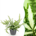 Green boutiQ - Zimmerpflanze - Pteris cretica Albolineata - Saumfarn - Haustierfreundliche Pflanze - Grün - 1 Pflanze - mit Topf Grau - Topf 12cm - Höhe 20cm