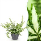 Green boutiQ - Zimmerpflanze - Pteris cretica Albolineata - Saumfarn - Haustierfreundliche Pflanze - Grün - 1 Pflanze - mit Topf Grau - Topf 12cm - Höhe 20cm