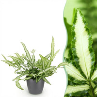 Green boutiQ - Kamerplant - Pteris cretica Albolineata - Lintvaren - Huisdiervriendelijke Plant - Groen - 1 Plant - met Potter Grijs - Pot 12cm - Hoogte 20cm