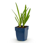Green boutiQ - Stauden - Agapanthus africanus - Afrikanische Schmucklilie - Bienen- und Schmetterlingsmagnet - Blau - 1 Pflanze - Topf 11cm - Höhe 15-25cm