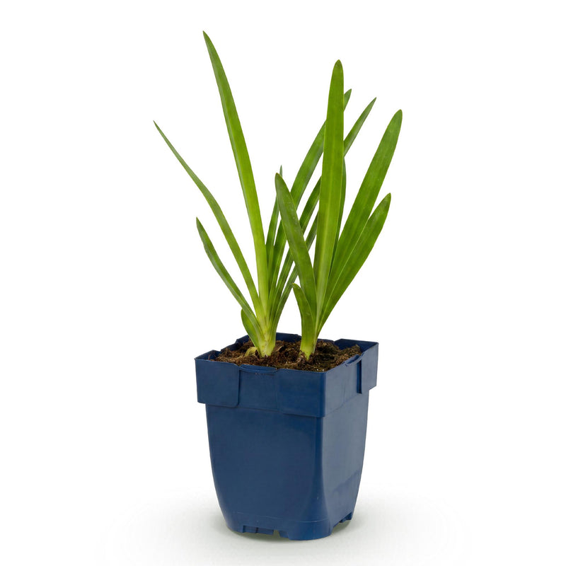 Green boutiQ - Vasteplant - Agapanthus africanus - Afrikaanse Lelie - Bijen en Vlinderlokkers - Blauw - 1 Plant - Pot 11cm - Hoogte 15-25cm